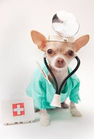 Chihuahua Doctor